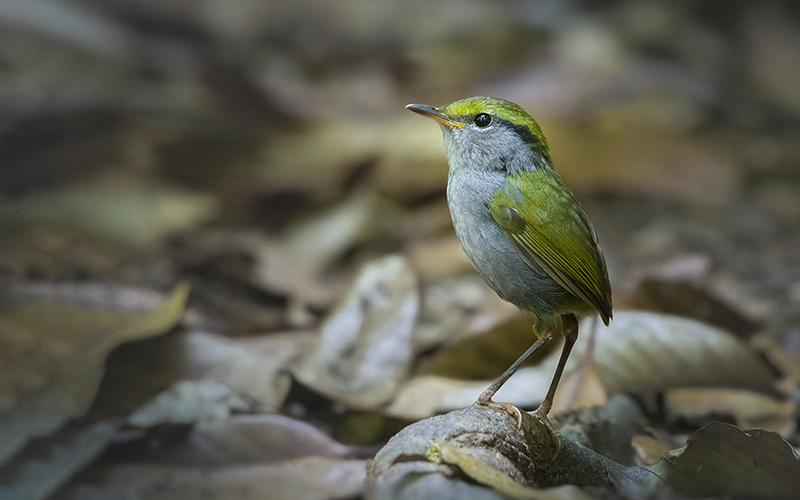 Gray-bellied Tesia (Tesia cyaniventer) at Da Lat Bird Hides - Southern Vietnam. Photo by: Phuc Le - Vietnam Bird Photography Tours - Vietbirdphototours.com